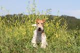 FOX TERRIER 017